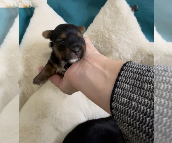 Medium Photo #9 Yorkshire Terrier Puppy For Sale in FENTON, MI, USA