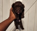 Small #1 YorkiePoo