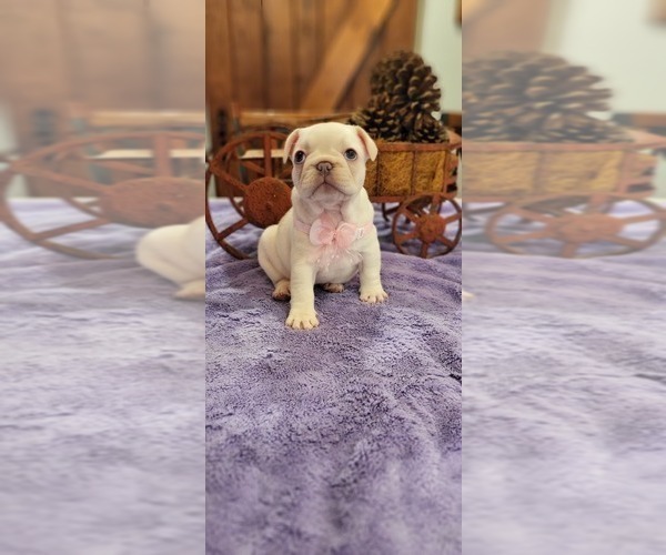 Medium Photo #1 French Bulldog Puppy For Sale in YANTIS, TX, USA