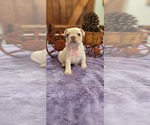 Small French Bulldog
