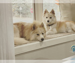Small Photo #1 Pomsky Puppy For Sale in COLORADO SPRINGS, CO, USA