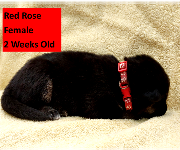 Medium Photo #12 German Shepherd Dog Puppy For Sale in BUSHNELL, FL, USA