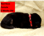 Small #11 German Shepherd Dog