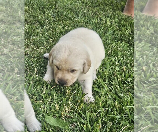Medium Photo #3 Labrador Retriever Puppy For Sale in CEDAREDGE, CO, USA