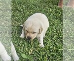 Small #2 Labrador Retriever