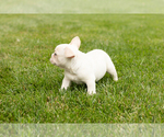 Small #5 French Bulldog