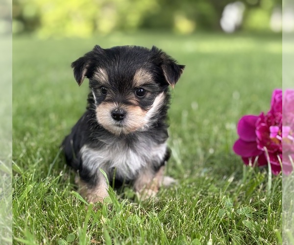 Medium Photo #3 Morkie Puppy For Sale in ROCK STREAM, NY, USA