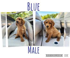 Goldendoodle Puppy for sale in HARDIN, IL, USA