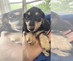 Small #13 Dachshund