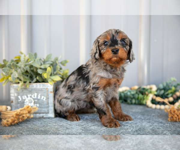 Medium Photo #2 Cavapoo Puppy For Sale in NAPPANEE, IN, USA