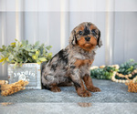 Small #1 Cavapoo