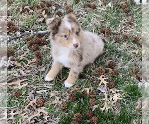 Australian Shepherd Puppy for sale in STARK CITY, MO, USA