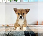 Small Pembroke Welsh Corgi