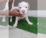 Puppy Pearl American Bully-Bullypit Mix