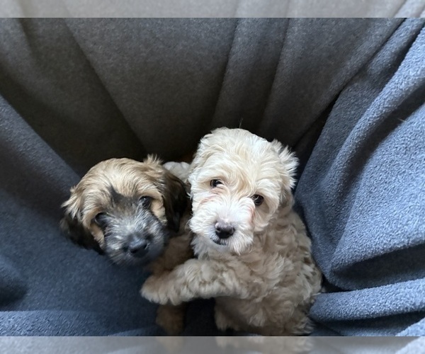 Medium Photo #11 Goldendoodle (Miniature) Puppy For Sale in CAPE CORAL, FL, USA