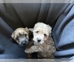 Small Photo #37 Goldendoodle (Miniature) Puppy For Sale in CAPE CORAL, FL, USA