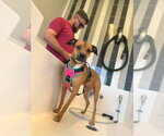 Small Photo #2 Boxer-Unknown Mix Puppy For Sale in Alexander, AR, USA
