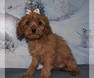 Cavapoo Puppy for sale in BARNESVILLE, KS, USA