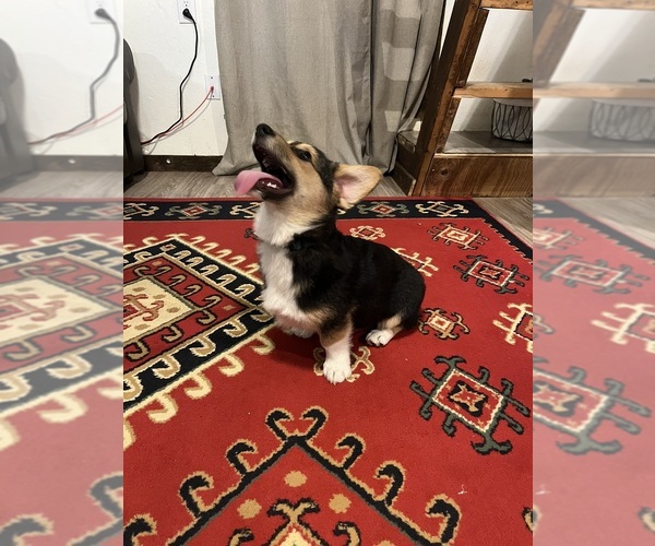 Medium Photo #4 Pembroke Welsh Corgi Puppy For Sale in MINERAL WELLS, TX, USA