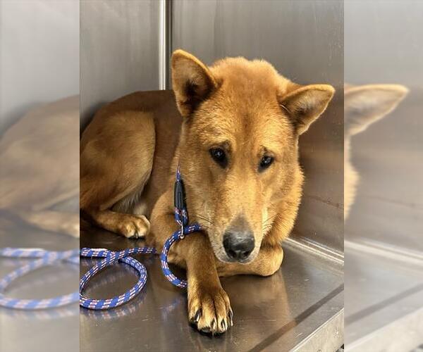 Medium Photo #1 Chow Chow-German Shepherd Dog Mix Puppy For Sale in Houston, TX, USA