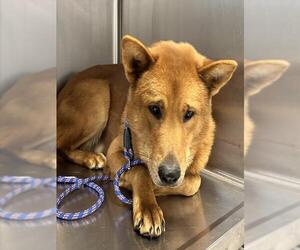 Chow Chow-German Shepherd Dog Mix Dogs for adoption in Houston, TX, USA