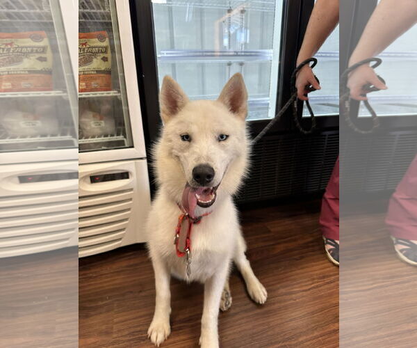 Medium Photo #4 Siberian Husky Puppy For Sale in Carrollton, TX, USA