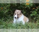 Image preview for Ad Listing. Nickname: Hudson