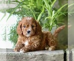 Small #1 Cavapoo (Miniature)