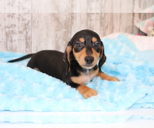 Dachshund Puppy for sale in SHILOH, OH, USA