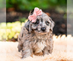 Small #2 Yorkipoo