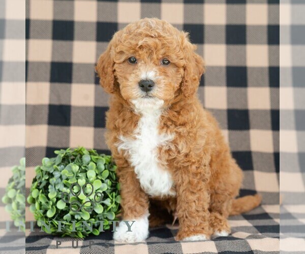Medium Photo #2 Goldendoodle (Miniature) Puppy For Sale in DORNSIFE, PA, USA
