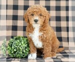 Small Photo #2 Goldendoodle (Miniature) Puppy For Sale in DORNSIFE, PA, USA