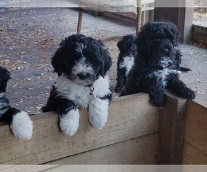 Portuguese Water Dog Puppy for sale in FLORENCE, AL, USA