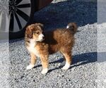 Small Photo #3 Bernedoodle-Poodle (Standard) Mix Puppy For Sale in NARVON, PA, USA