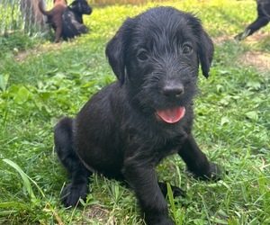 Airedoodle-Labrador Retriever Mix Puppy for sale in BOONE, IA, USA