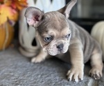 Puppy Charlie French Bulldog