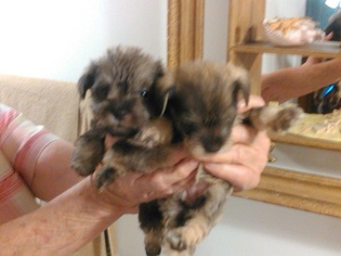 Schnauzer (Miniature) Puppy for sale in VALLEY PARK, MO, USA