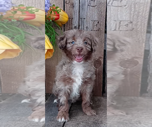 Aussiedoodle Miniature Puppy for sale in FREDERICKSBURG, OH, USA