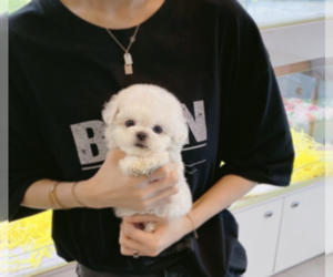 Bichon Frise Puppy for sale in DIX HILLS, NY, USA