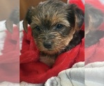 Small #5 Yorkshire Terrier