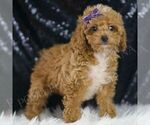 Small Photo #97 Poodle (Toy) Puppy For Sale in WARSAW, IN, USA