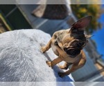 Small Photo #4 French Bulldog Puppy For Sale in EVERGREEN PARK, IL, USA