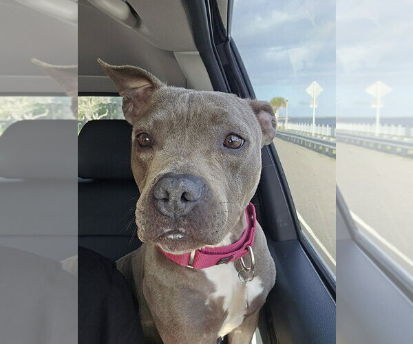 Medium Photo #6 Mutt Puppy For Sale in Sanford, FL, USA