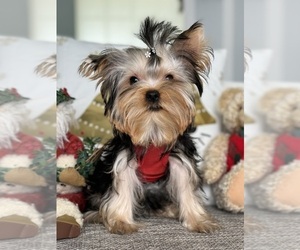 Yorkshire Terrier Puppy for sale in CORAL SPRINGS, FL, USA