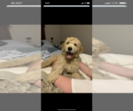 Small Photo #105 Goldendoodle Puppy For Sale in RATHDRUM, ID, USA
