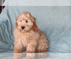 Cavalier King Charles Spaniel-Goldendoodle Mix Puppy for sale in SHILOH, OH, USA