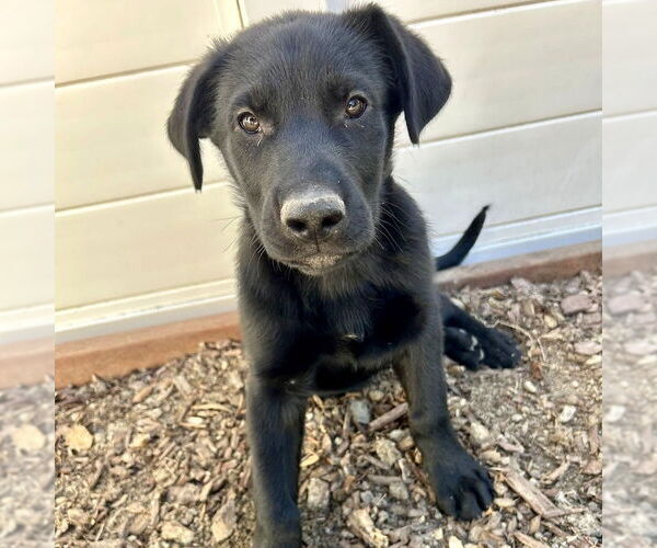 Medium Photo #1 Labrador Retriever-Unknown Mix Puppy For Sale in San Juan Capistrano, CA, USA