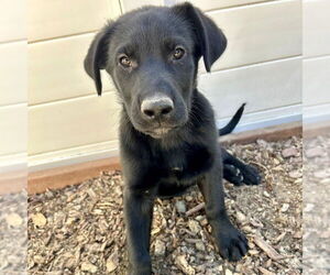 Labrador Retriever-Unknown Mix Dogs for adoption in San Juan Capistrano, CA, USA