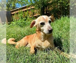Chihuahua-Unknown Mix Dogs for adoption in OKLAHOMA CITY, OK, USA