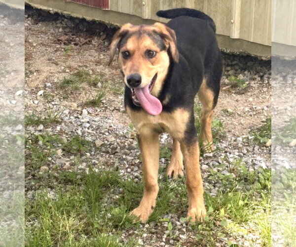 Medium Photo #2 Mutt Puppy For Sale in Yardley, PA, USA